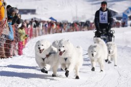 Lenk 2013